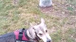 Wolfdog having a howling contest with a fire siren.