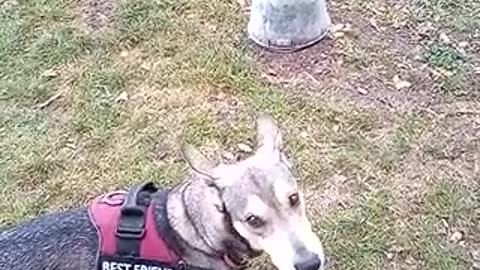 Wolfdog having a howling contest with a fire siren.