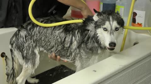 Mishka the Talking Husky sings in the shower