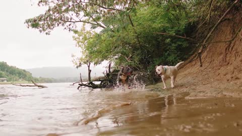 Two cute puppies playing by the river