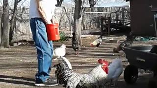 91 year old dad feeds the chickens