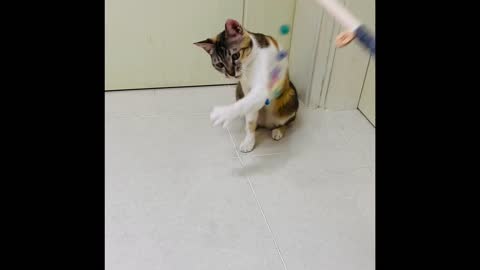 A cat that plays with his new toy