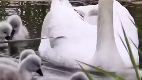 Swan parents teach young how to stir up food in the pond