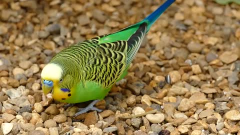 Beautiful small parrot dance