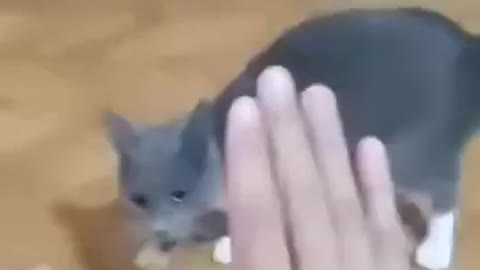 Cat Kung-fu Master 2