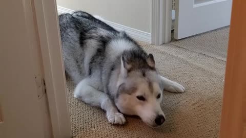 Impatient Husky