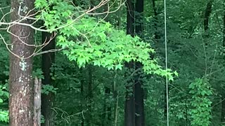 Squirrel Makes Massive Leap for Meal