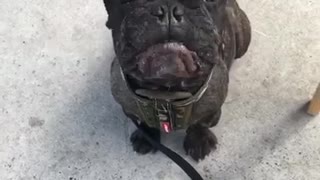 Black puppy eating food