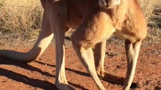 Male Kangaroo Greets Baby Kangaroos
