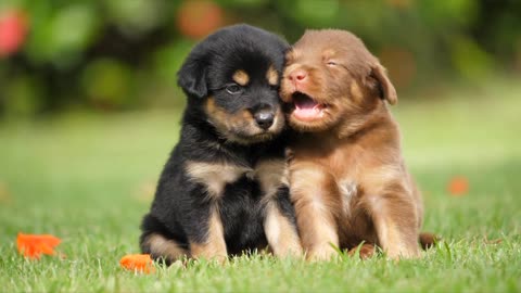 Puppies, Dog Friendship