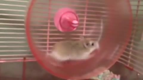 Hilarious Hamster!