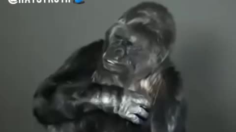 Gorilla says it how it is