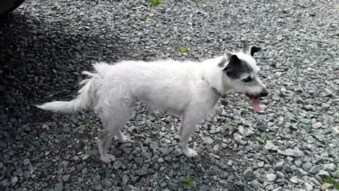 "CANINE DAD'S ARMY" starring 18 year old BOO THE RESCUE DOG