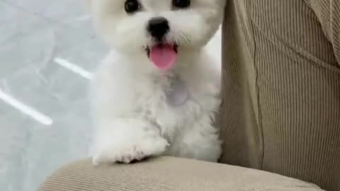 This little bichon bear is so smart and clingy