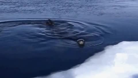 Leopard Seal Looking for Emperor Penguins