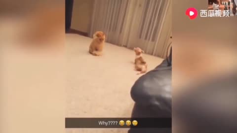 The dog is played with the cat together