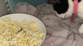 Kitty Snatches Herself A Popcorn Snack