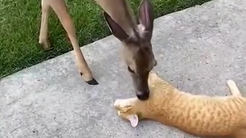 Cat Enjoys Kisses From Friendly Deer