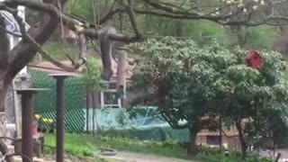 Squirrel Hanging upside down on bird feeder