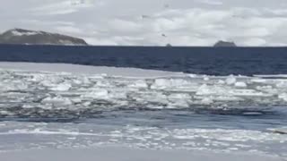 Frozen Planet: Filming Curious Killer Whales
