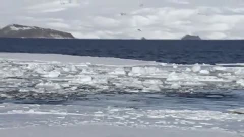 Frozen Planet: Filming Curious Killer Whales