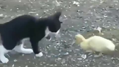 cute cat play with a small duck