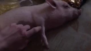 Mini pig relaxed