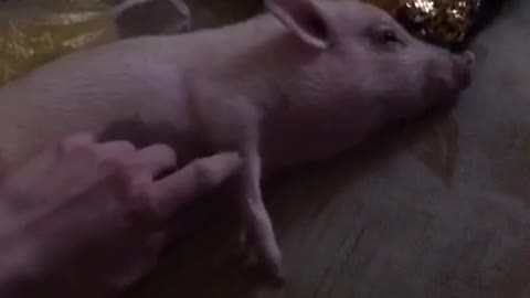 Mini pig relaxed