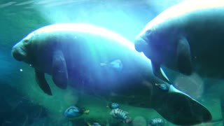 Manatees Mike & Dave