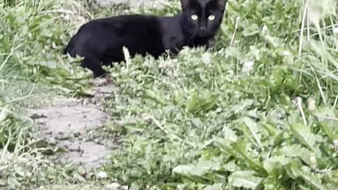 A cat in grass