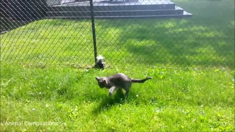 Baby Skunks Trying To Spray - Compilation
