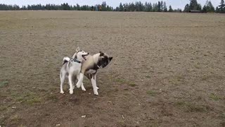 Akita Husky playtime