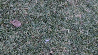 Playful Rainbow Lorikeets Tussle in Grass