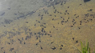 Gathered Family Of Black Tiny Catfish