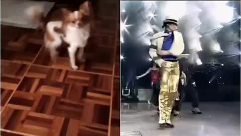 Dog Chihuahua Dancing