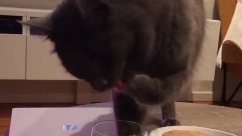 Sophisticated cat has peculiar method of drinking water