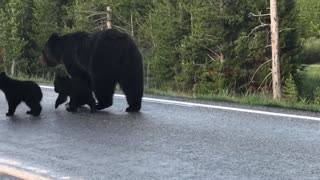 Mama Grizzly Walks Her Cubs down Yellowstone Road