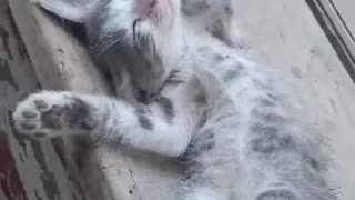 Cat Relax Time