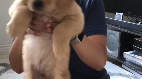 Puppy dance