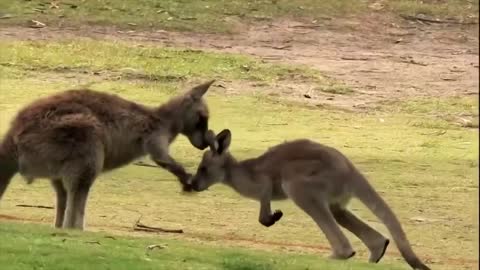 The Kangaroo is the World's Largest Hopping Animal _ National Geographic