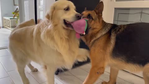 Golden Retriever Shocked by German Shepherd Steals His Toy