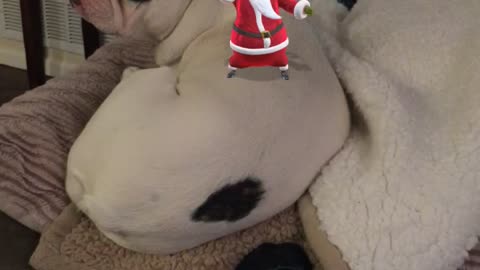 Christmas Frenchie