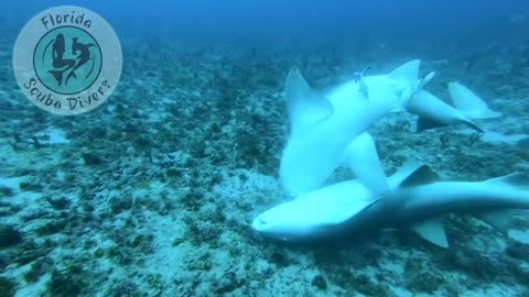 Sharks captured mating on footage