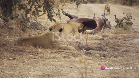 Lionesses of the Savannah: Queens of the Jungle