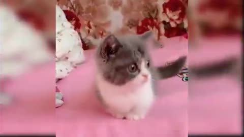 Sweet cat funny