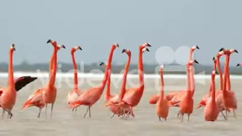 Flamingos in der Natur erleben