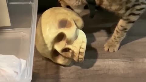 Savannah Cat Plays with Skull