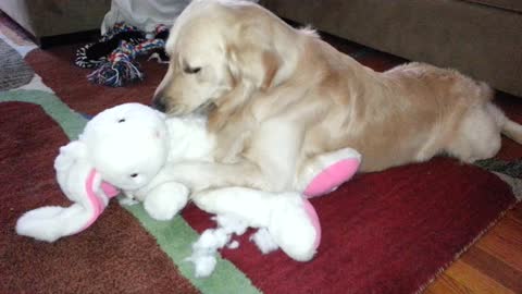 Bored Retriever Is On A Mission To Disembowel Stuffed Animal