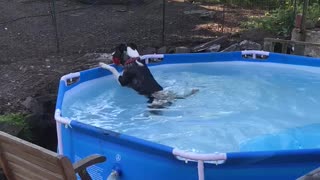 Dog tries to fetch ball in pool, ends up falling in