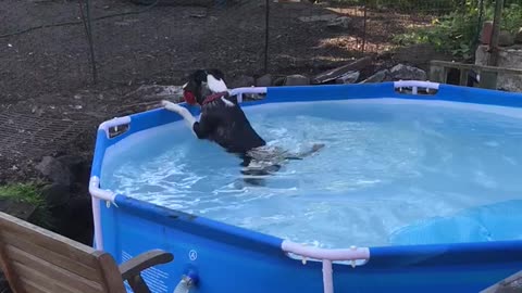 Dog tries to fetch ball in pool, ends up falling in